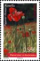 Poppy (Papaver rhoeas)