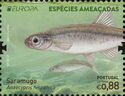 Spanish Minnowcarp (Anaecypris hispanica)