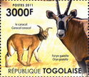 Caracal (Caracal caracal), Gemsbok (Oryx gazella)