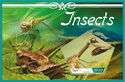 Insects