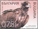 Black Vulture (Aegypius monachus)