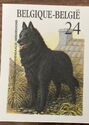 Belgian Shepherd - "Groenendael" (Canis lupus familiaris)