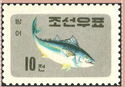 Yellowfin Tuna (Thynnus macropterus)