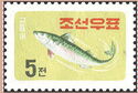 Pacific Chub Mackerel (Scomber japonicus)