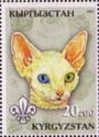 Domestic Cat