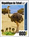 Ostriches