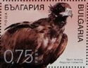Black Vulture (Aegypius monachus)