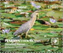 Striated Heron (Butorides striata)
