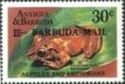 Martinique Robber Frog - Overprinted