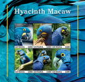 Hyacinth Macaw