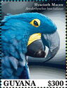 Hyacinth Macaw (Anodorhynchus hyacinthinus)