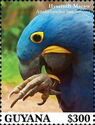 Hyacinth Macaw (Anodorhynchus hyacinthinus)