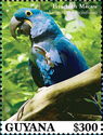Hyacinth Macaw (Anodorhynchus hyacinthinus)