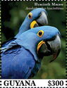 Hyacinth Macaw (Anodorhynchus hyacinthinus)