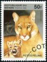 Cougar (Felis concolor)
