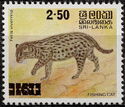 Fishing Cat (Prionailurus viverrinus)
