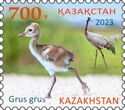 Common Crane (Grus grus)