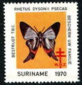 Rhetus dysonii psecas