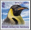 Emperor Penguin (Aptenodytes forsteri)