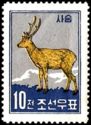 Sika Deer (Cervus nippon)
