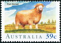 Poll Dorset (Ovis aries)