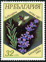 English Lavender (Lavandula vera)