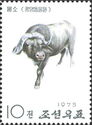 African Buffalo (Syncerus caffer)