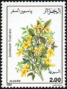 Jasminum fruticans