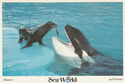 Sea World - Shamu