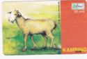 Shio kambing -Goat