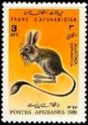 Euphrates Jerboa (Allactaga euphratica)