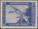 Canada goose (Branta canadensis)
