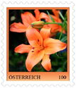 Fire Lily (Lilium bulbiferum)