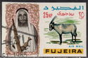 Arabian Oryx (Oryx leucoryx)