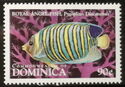 Royal angelfish