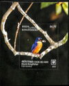 Azure Kingfisher (Ceyx azureus)