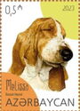 Melissa - Basset Hound