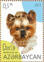 Charlie - Yorkshire Terrier Mini