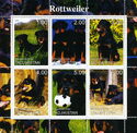 Dogs Rottweiler