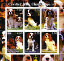 Dogs Cavalier KIng Charles Spaniel