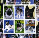 Dogs Norwegian Elkhounds