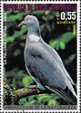 Common Wood-Pigeon (Columba palumbus)
