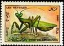 Praying Mantis (Mantis religiosa)
