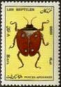 Ground Beetle (Carabus sp.)