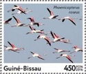 Water Birds - Greater flamingo (Phoenicopterus roseus)
