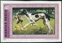 Hungarian Greyhound (Canis lupus familiaris)