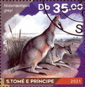 Kangaroos