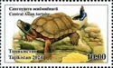 Central Asian Tortoise