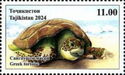 Greek Tortoise