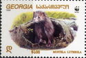European Mink (Mustela lutreola)